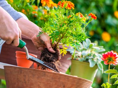 Consejos para el riego y el mantenimiento del jardín