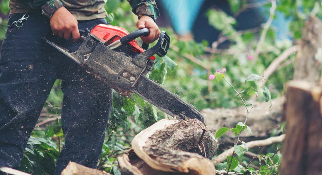 Cómo la poda de árboles mejora la calidad de la madera, los frutos y el paisaje urbano