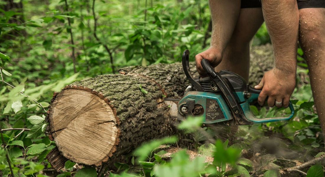 La poda de árboles forestales: mejorando la calidad de la madera