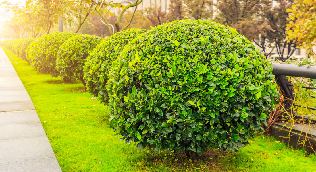 Poda de árboles ornamentales: adaptación a espacios urbanos