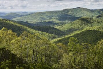 El documental Forested Future invita a reconectar con el mundo natural y los grandes bosques del planeta