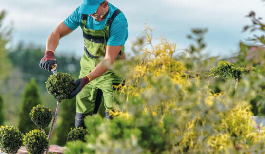 Preguntas frecuentes sobre el diseño de jardines: expertos responden