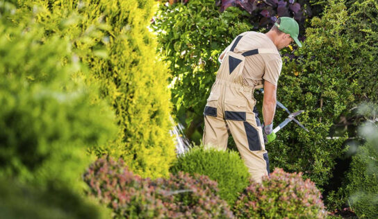 Ventajas del mantenimiento de jardines en propiedades residenciales y comerciales